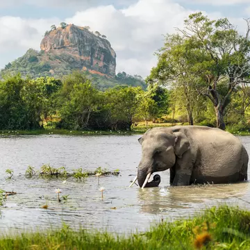 GettyImages-2236408381.jpg
Elephant bathes in Sri Lanka lake with Sigiriya rock in background.