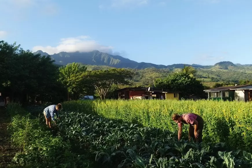 This farm in Hawaii offers work-exchange opportunities through WWOOF (Worldwide Opportunities on Organic Farms). WWOOF-USA