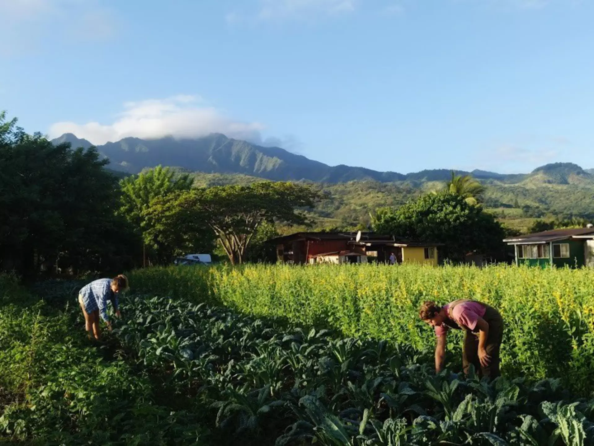 This farm in Hawaii offers work-exchange opportunities through WWOOF (Worldwide Opportunities on Organic Farms). WWOOF-USA