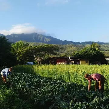 This farm in Hawaii offers work-exchange opportunities through WWOOF (Worldwide Opportunities on Organic Farms). WWOOF-USA