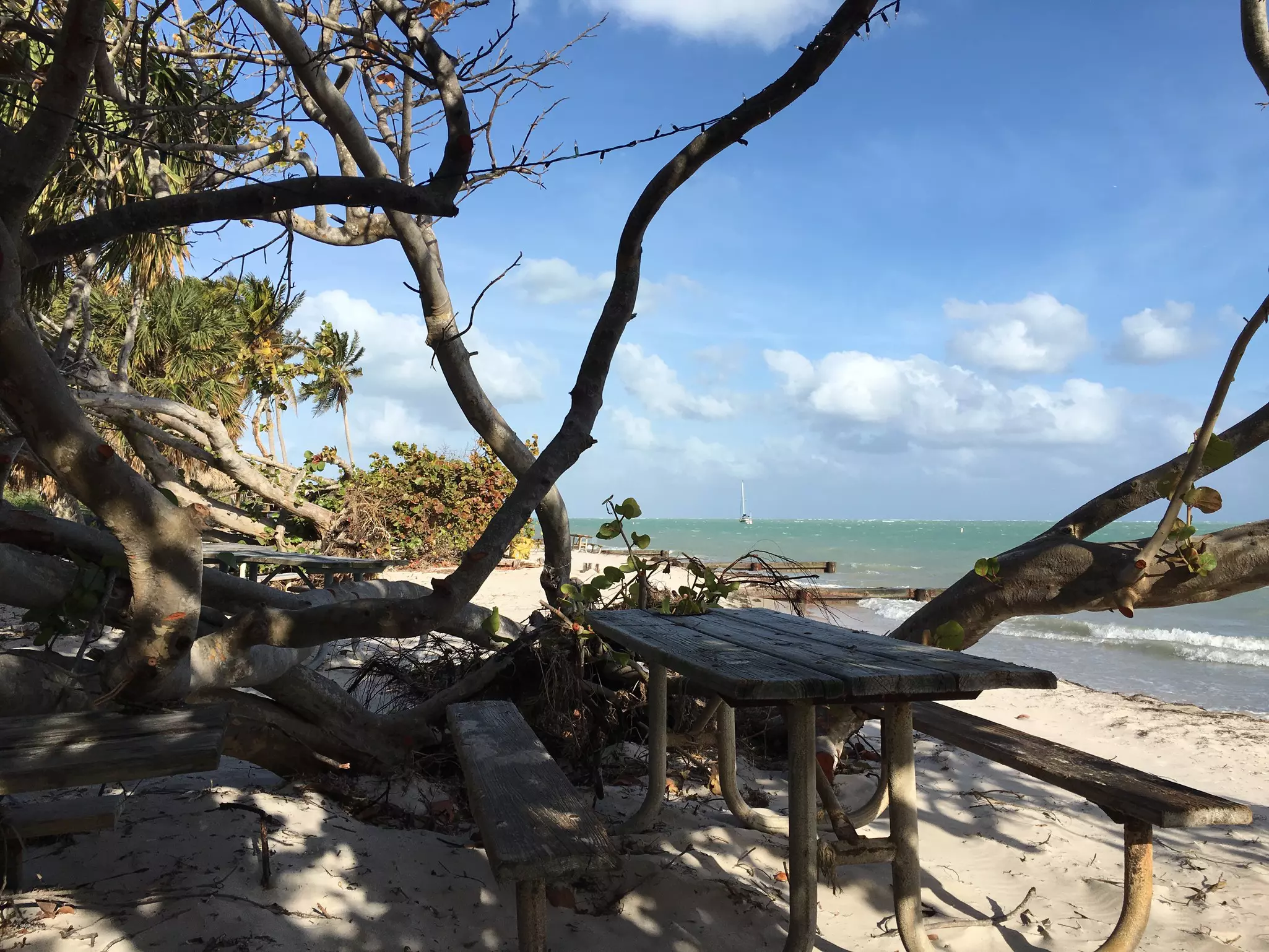 A rustic wooden picnic table underneath the shade of a tree on a natural beach