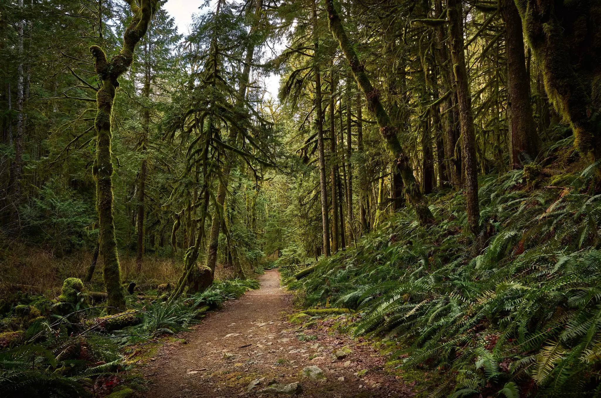 Pine needle–covered path through a rainforest rich in moss, sword ferns, cedar trees and Douglas fir trees.