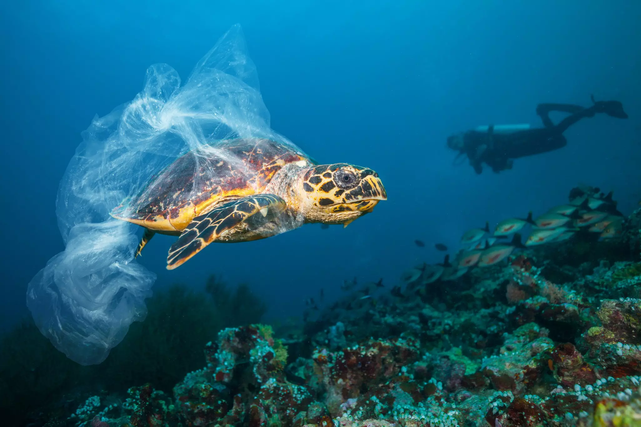 Diver swims near a hawksbill turtle that's wrapped in a plastic bag.