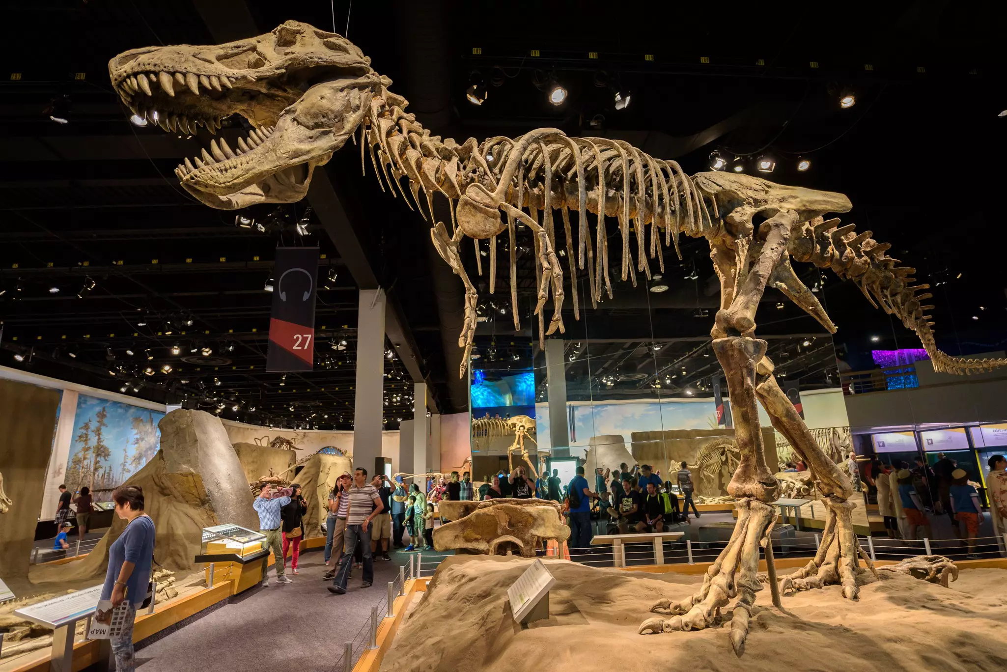 A dinosaur skeleton is on display at a museum gallery