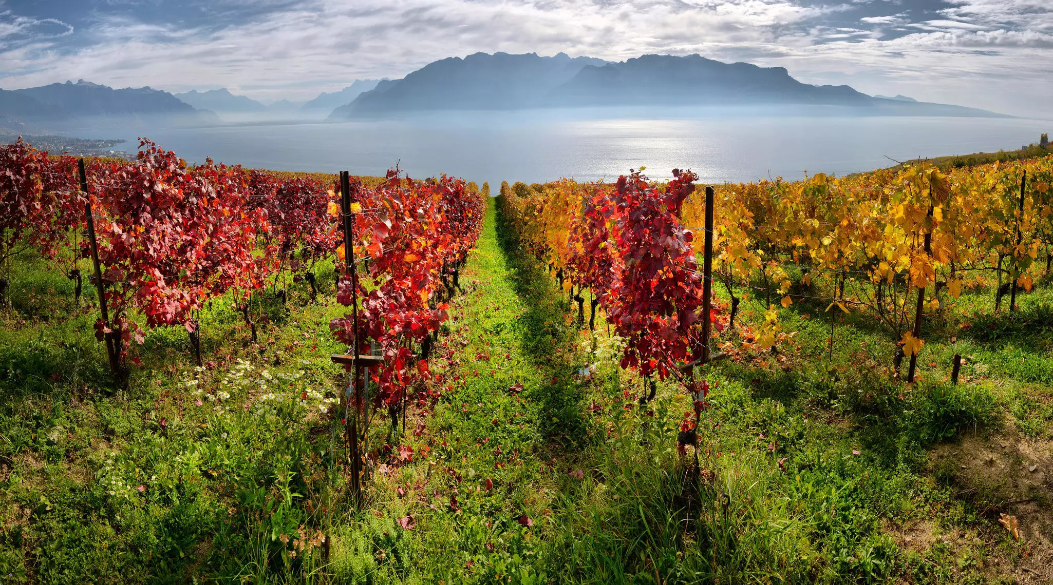 Panorama of autumn vineyards in the Lavaux-Oron District, with Lake Geneva in the distance.