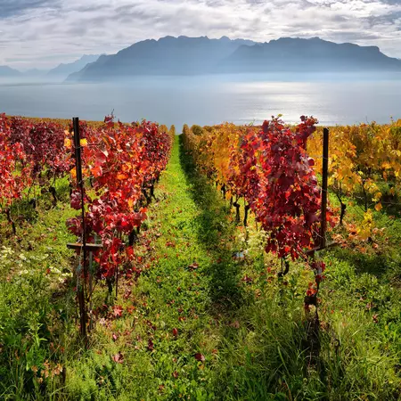 Panorama of autumn vineyards in the Lavaux-Oron District, with Lake Geneva in the distance.