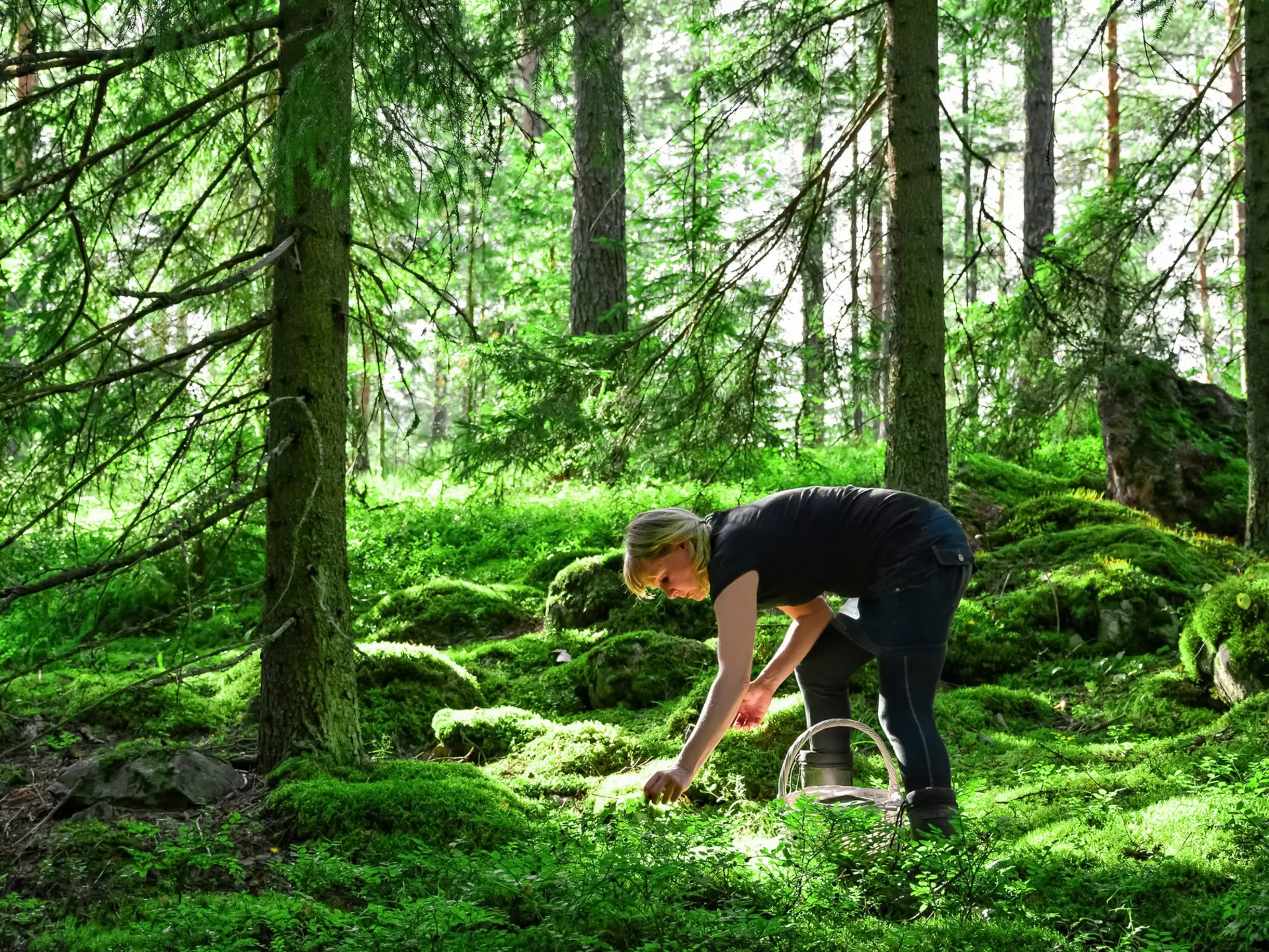 Woman picking wild blueberries and mushrooms in a forest in Finland