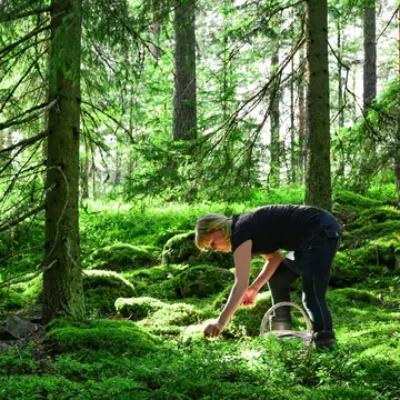 Woman picking wild blueberries and mushrooms in a forest in Finland