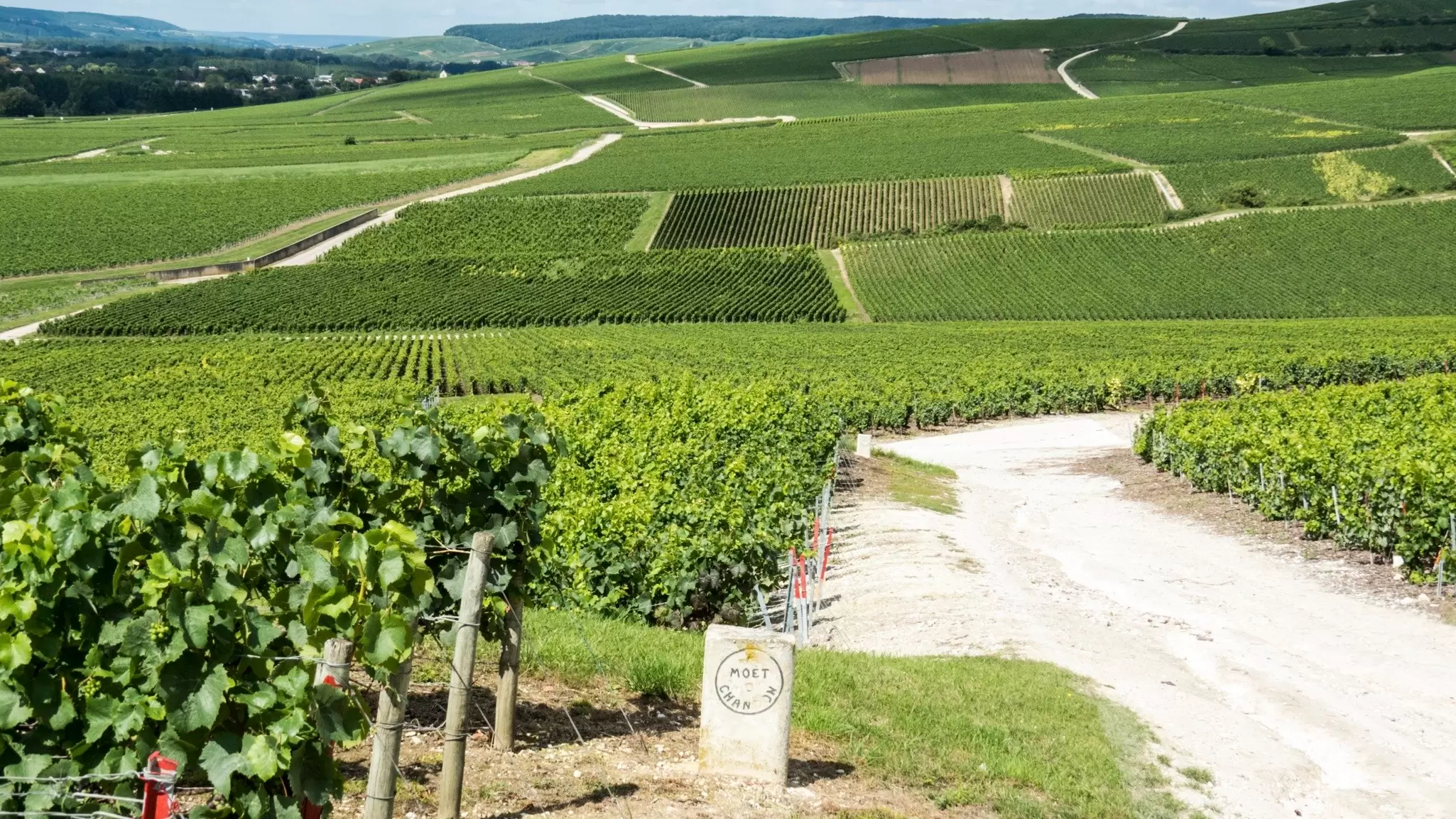 The glorious vineyards surrounding Aÿ-Champagne, France. RICIfoto/Shutterstock