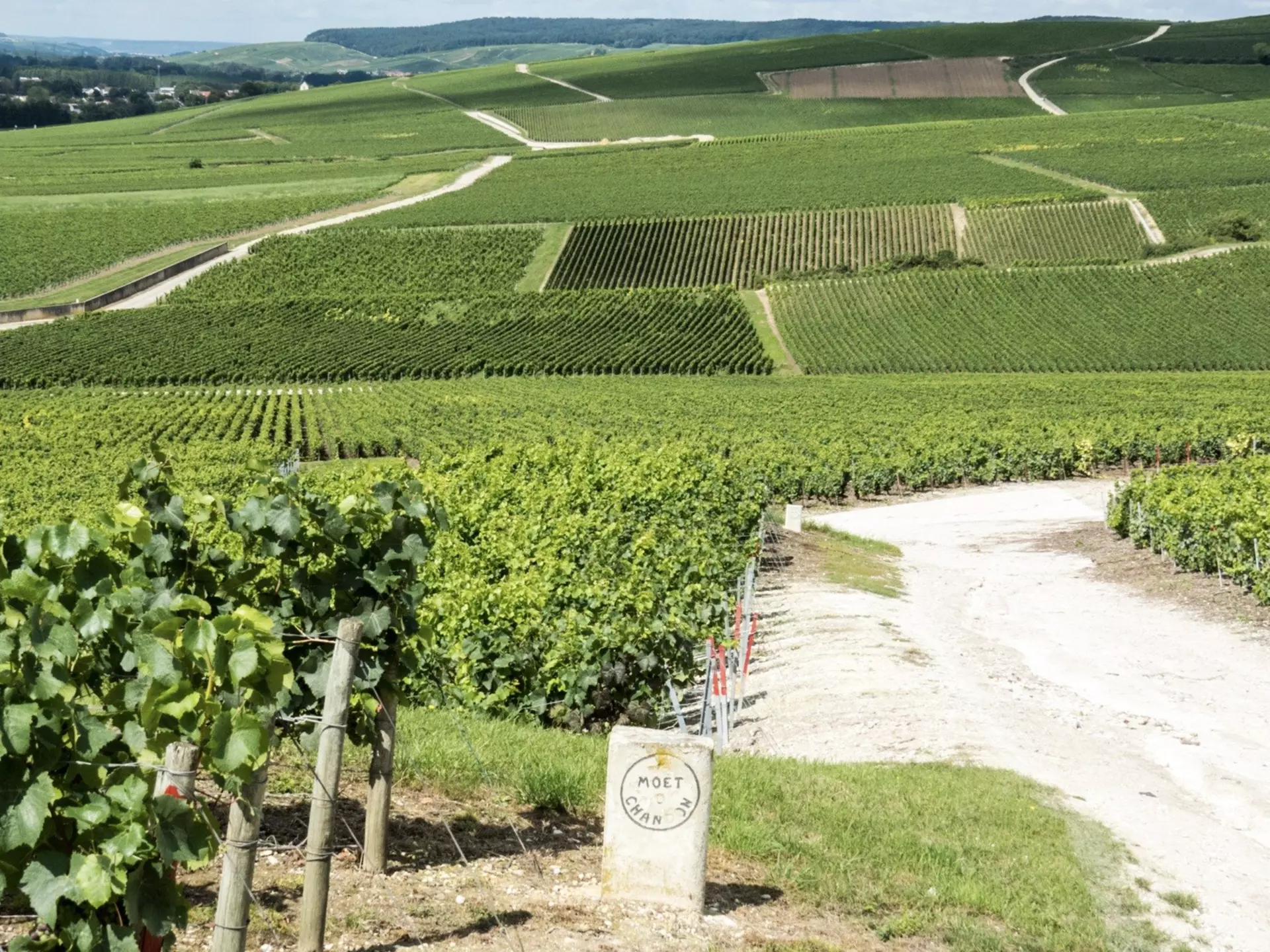 The glorious vineyards surrounding Aÿ-Champagne, France. RICIfoto/Shutterstock