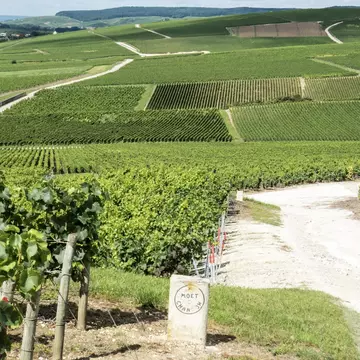 The glorious vineyards surrounding Aÿ-Champagne, France. RICIfoto/Shutterstock