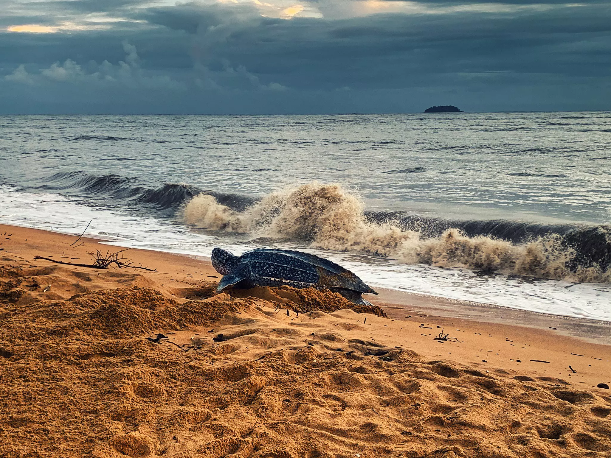 A large sea turtle on a sandy shore under a cloudy gray sky.
