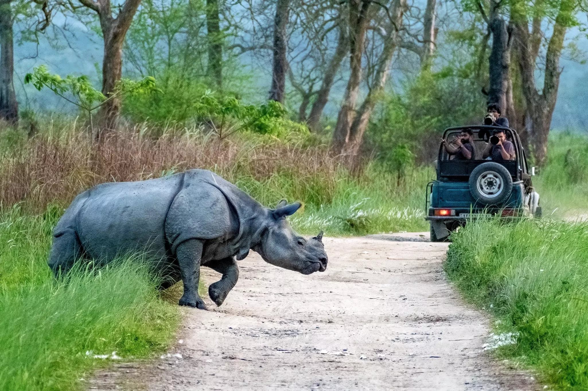 A one horned rhino crossing a dirt track in Kaziranga National Park while being watched by tourists on jeep safari