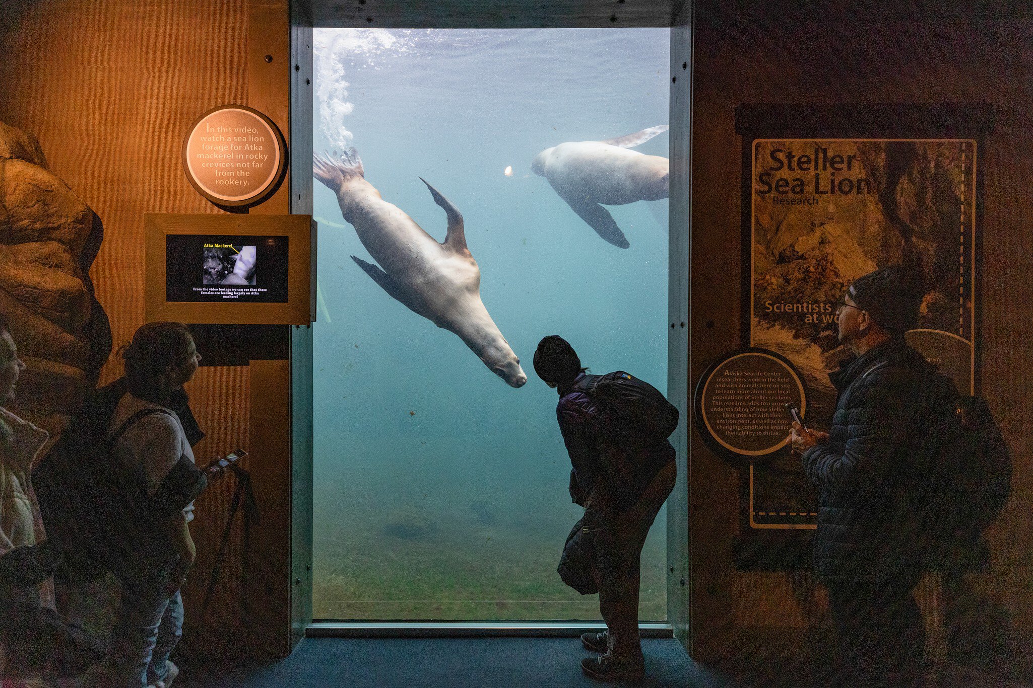 Alaska Sealife Center in Seward.