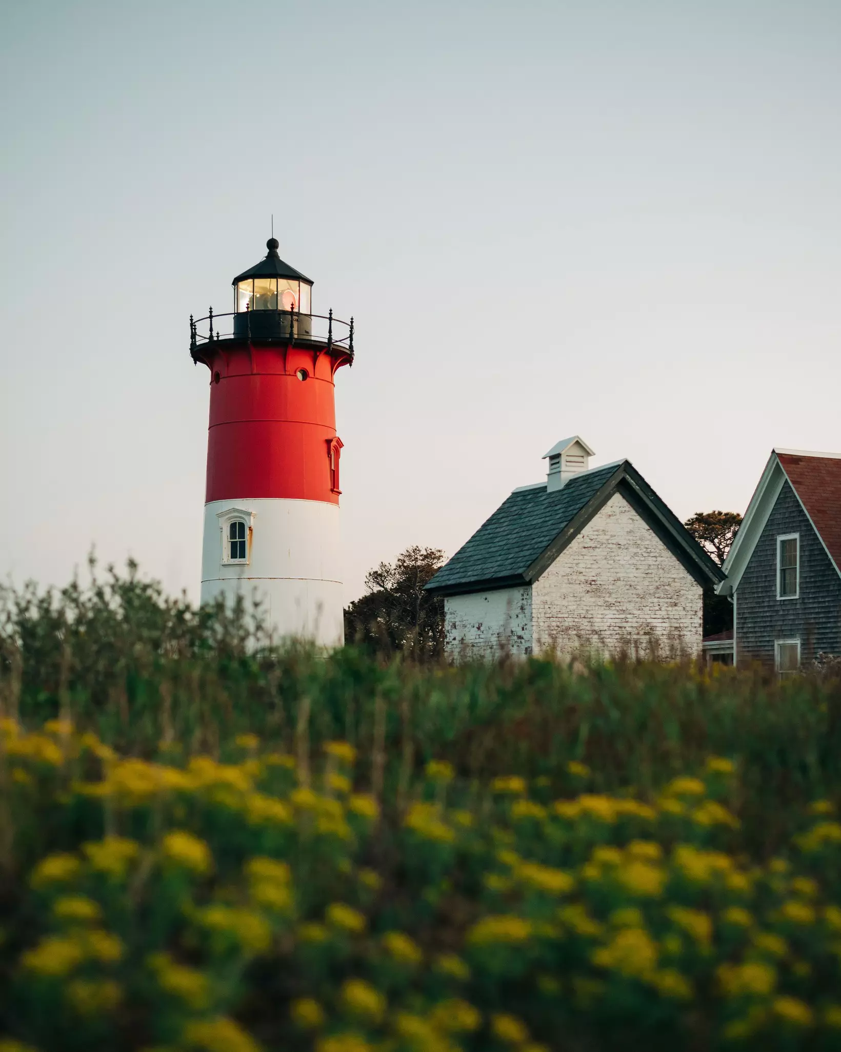 A red and white light house towers over a field of yellow flowers next to two small shingle covered buildings.