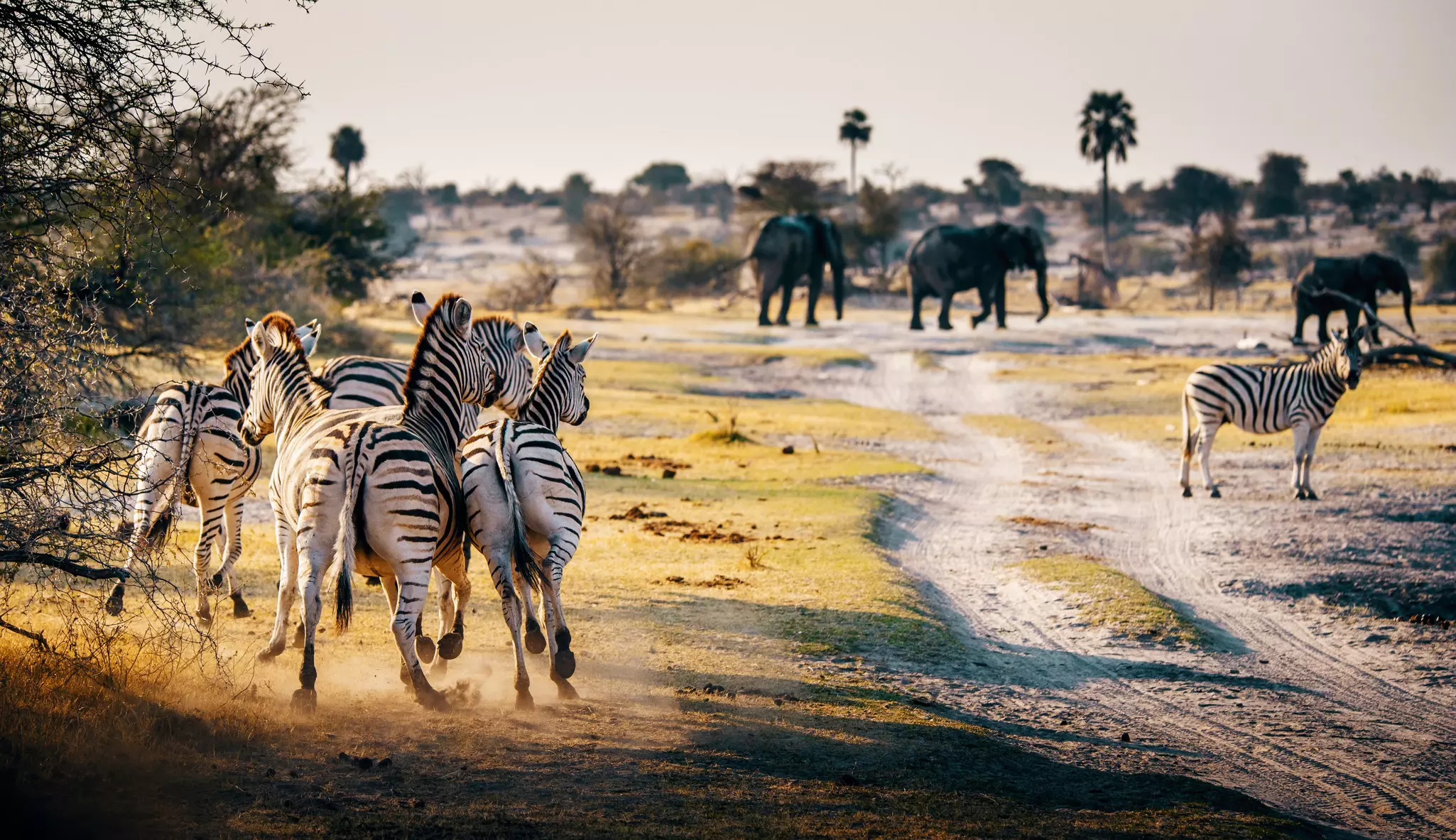 Zebras running across the plains at sunset with elephants in the background, Makgadikgadi Pans National Park, Botswana