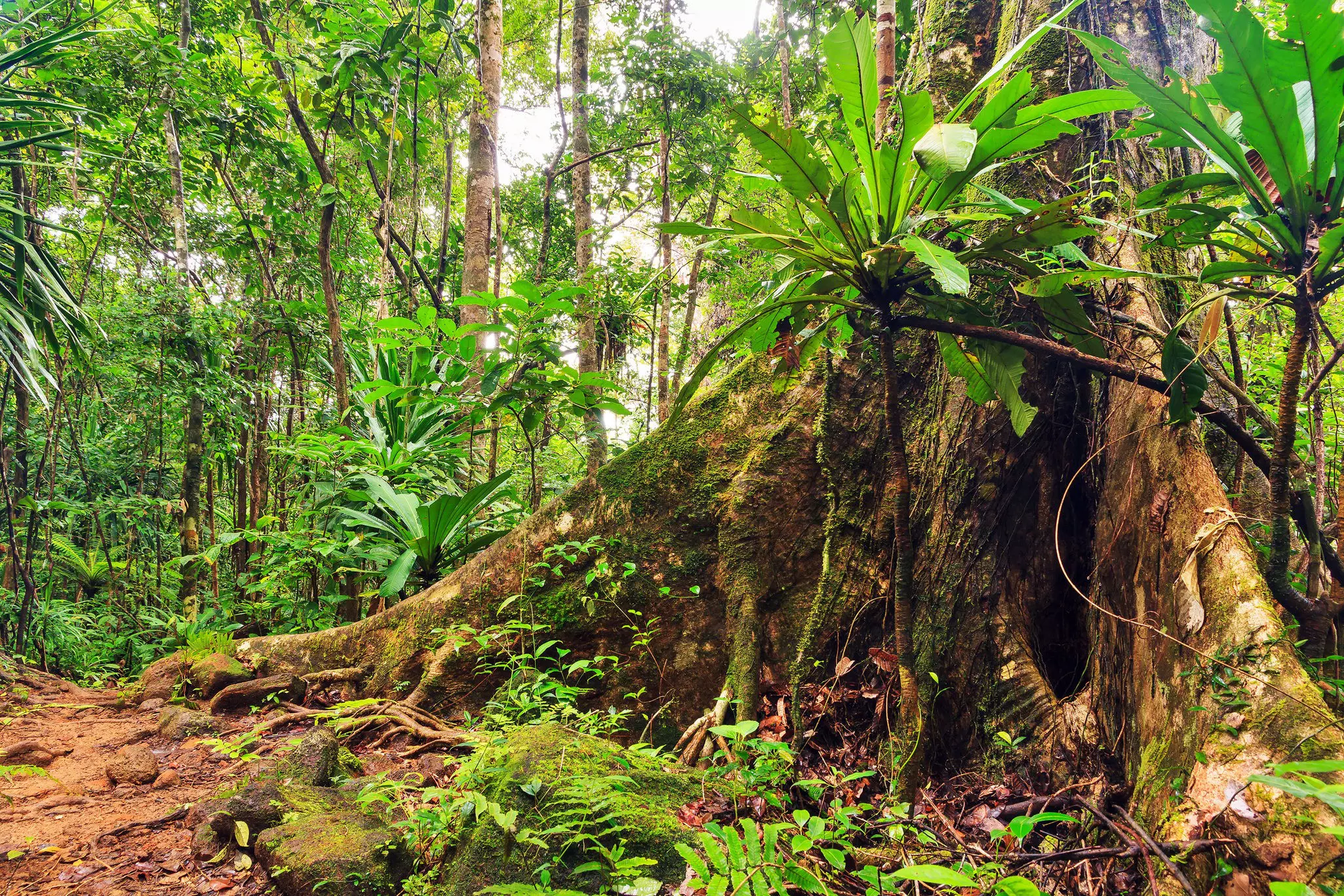 The trunk of a very large tree is seen in the dense rainforest of Masoala National Park in Madagascar.