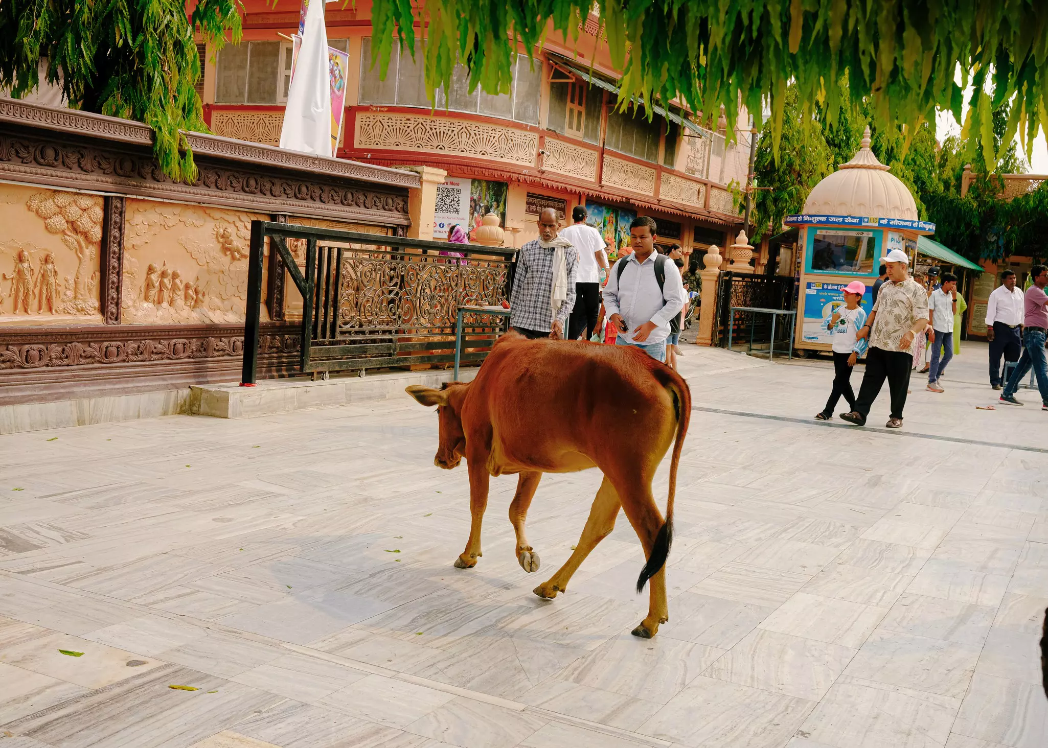 A cow wanders among people in front of buildings in a city.