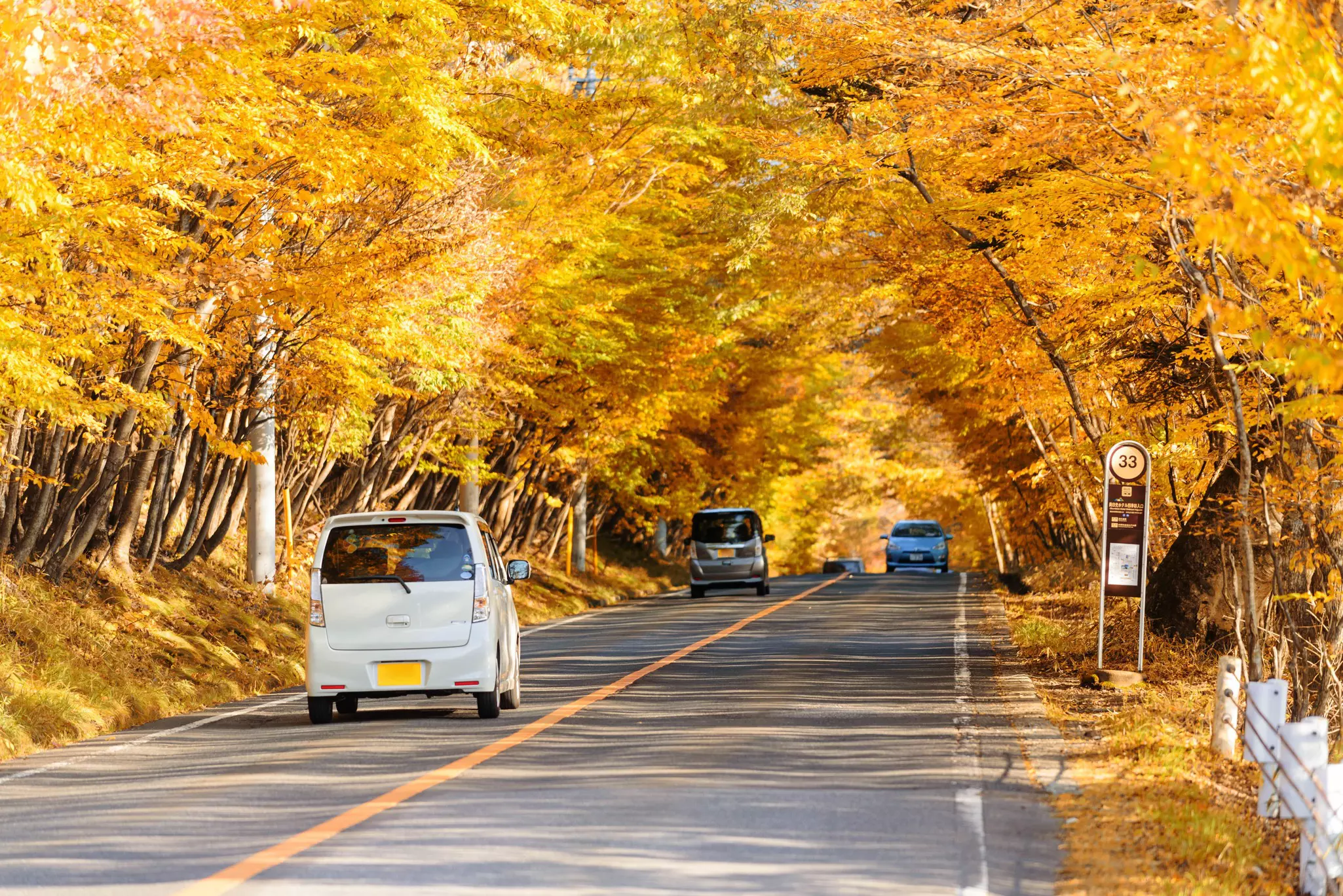 Cars driving on a road in Japan through a canopy of yellow and orange trees.
