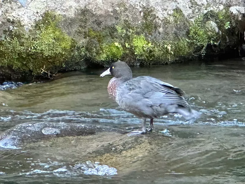 A blue duck on the Tongariro River near Taupō in New Zealand (Aotearoa).