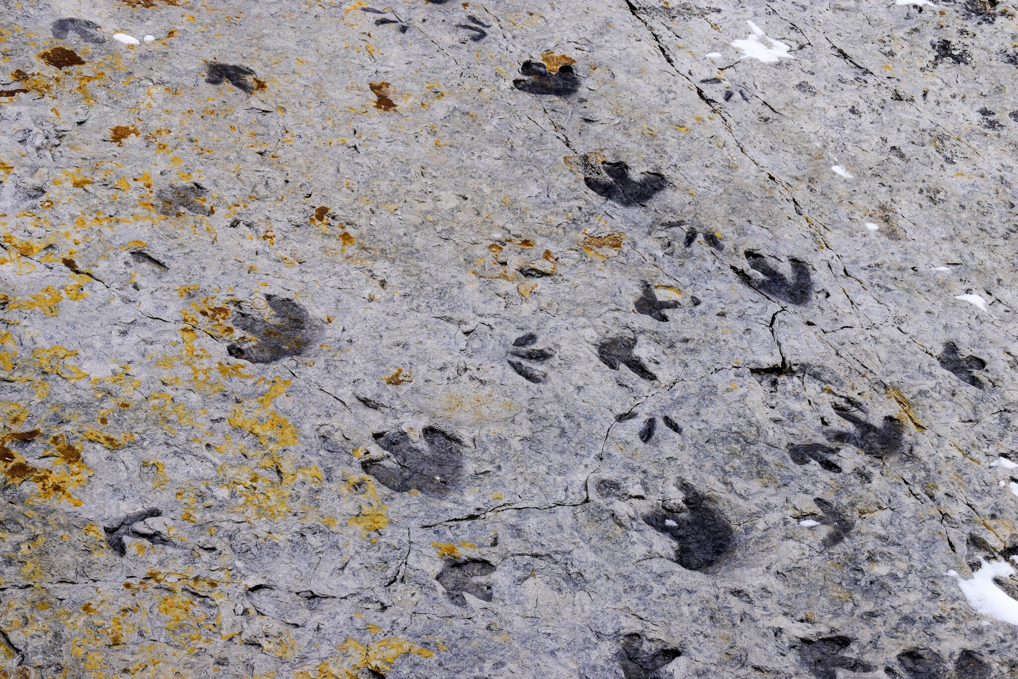 Fossilised dinosaur footprints, Dinosaur Ridge, Colorado, USA; Shutterstock ID 623721191;