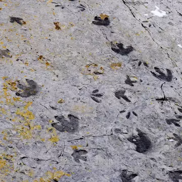 Fossilised dinosaur footprints, Dinosaur Ridge, Colorado, USA; Shutterstock ID 623721191;
