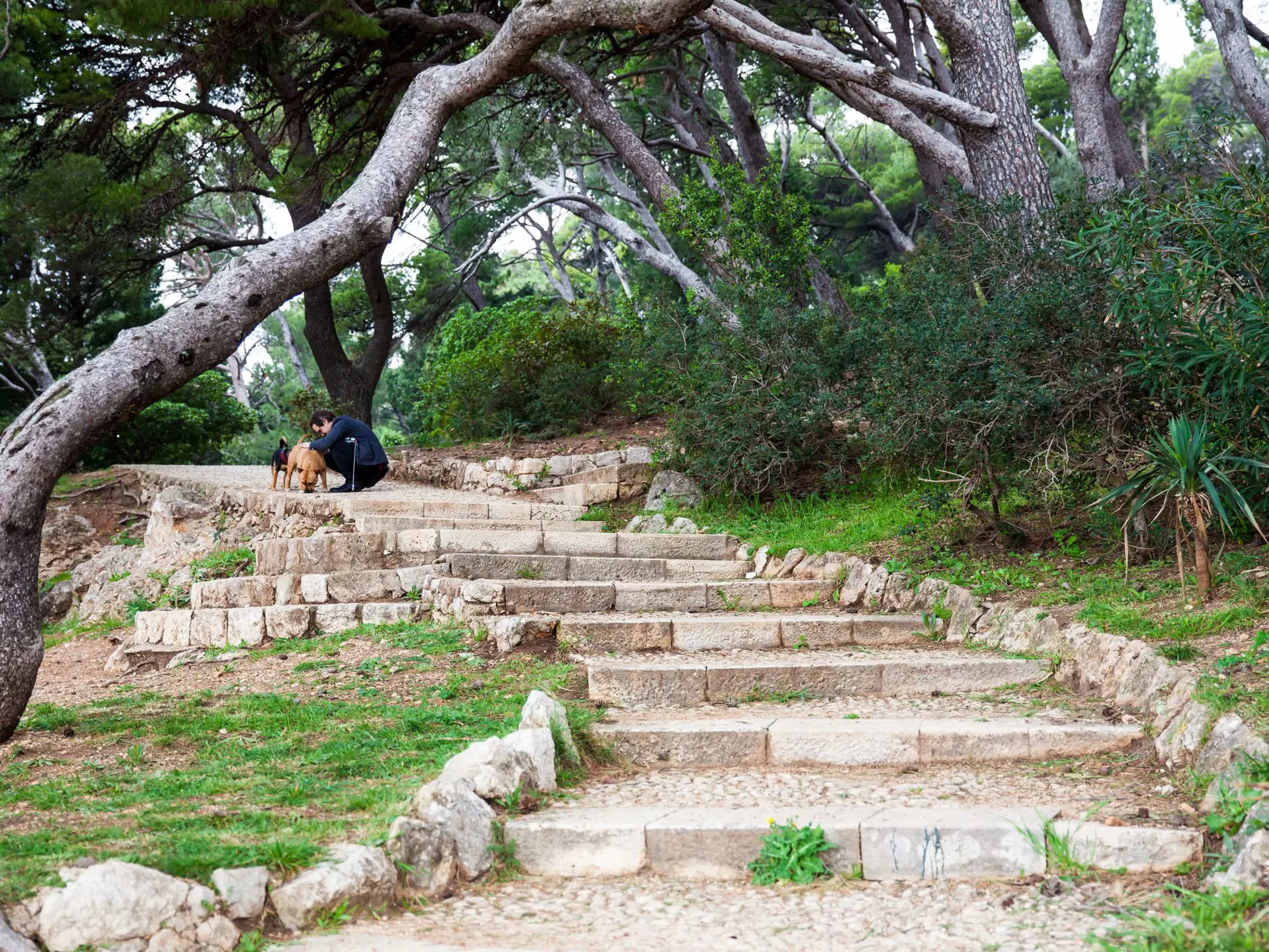 Man with his dogs on a wooded path in Gradac Park, Dubrovnik