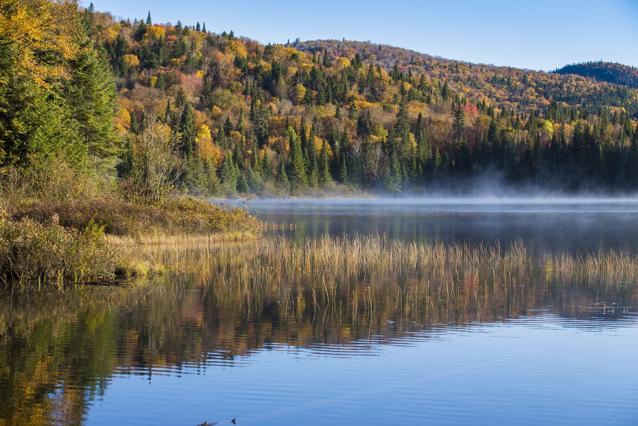 View of trees by a lake in Mont-Tremblant National Park, Canada.