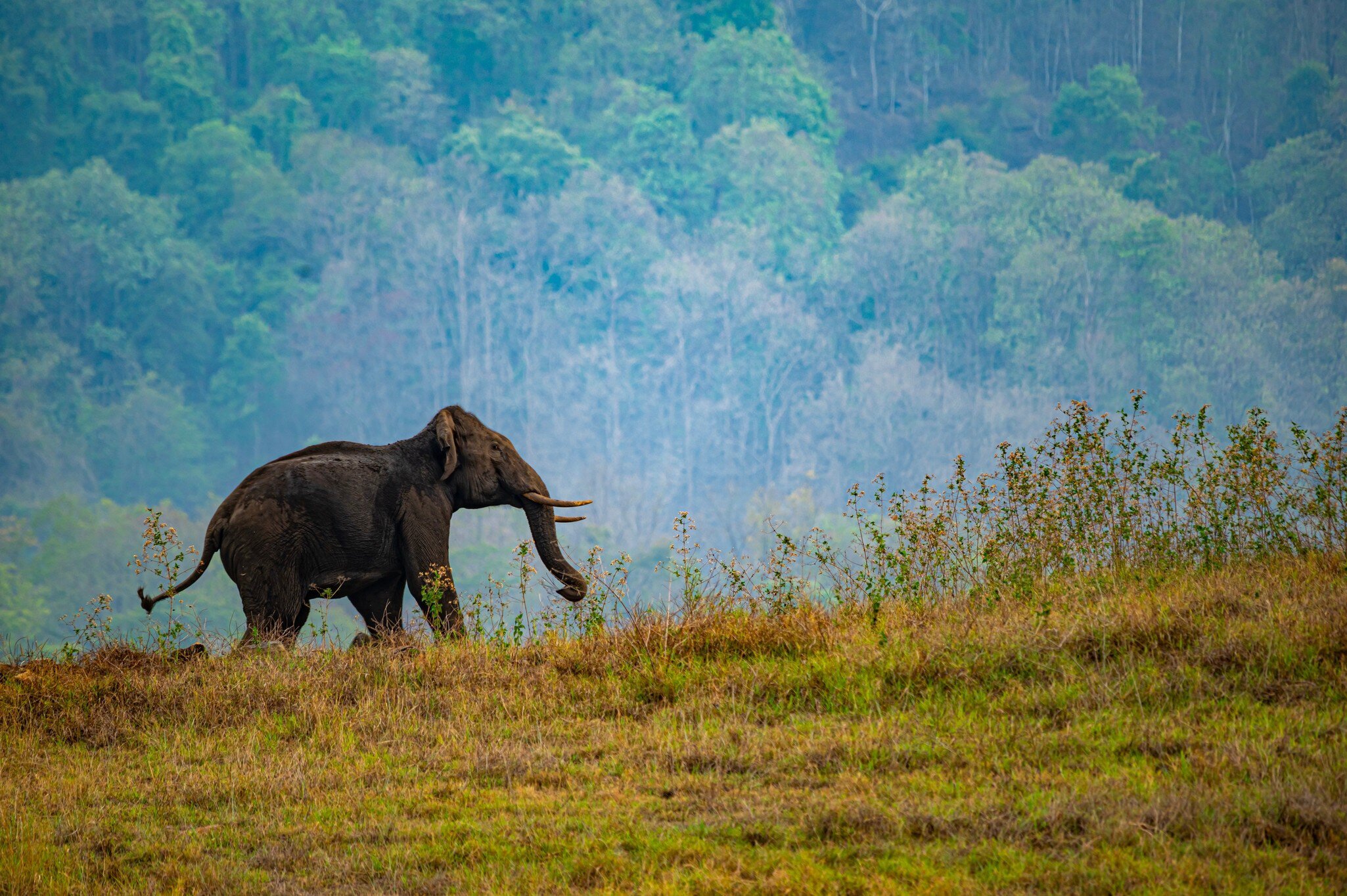 Elephant in Parambikkulam Tiger reserve. Parambikulam Dam is an embankment dam on the Parambikulam River, located in the Palakkad district in the Western Ghats of Kerala, India.