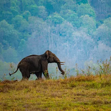 Elephant in Parambikkulam Tiger reserve. Parambikulam Dam is an embankment dam on the Parambikulam River, located in the Palakkad district in the Western Ghats of Kerala, India.