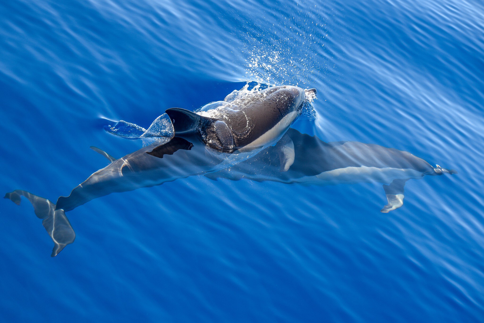 Common dolphins swimming in water, Azores Island.