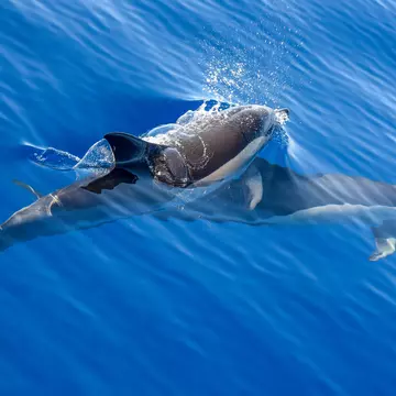 Common dolphins swimming in water, Azores Island.