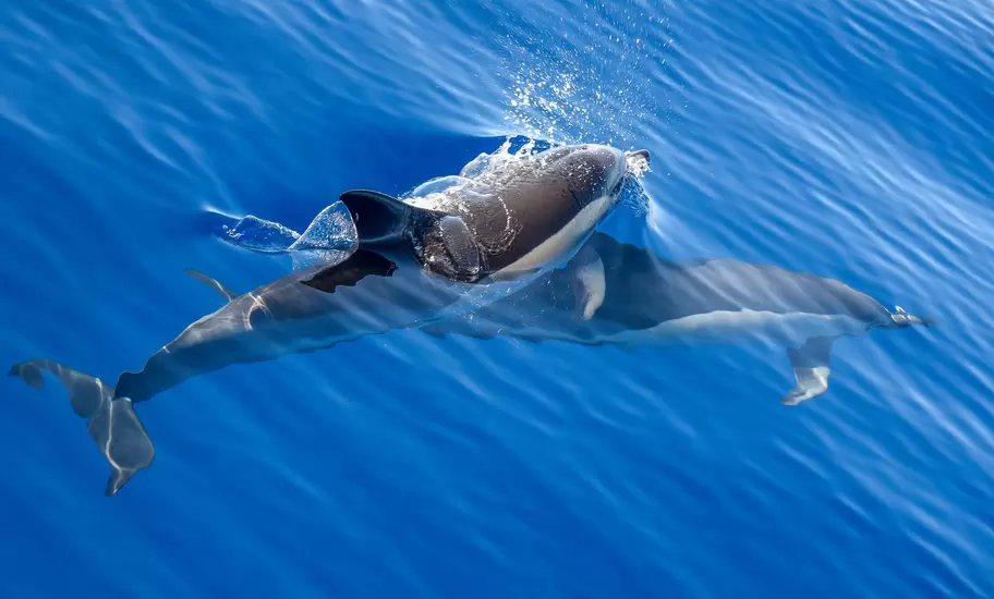 Common dolphins swimming in water, Azores Island.