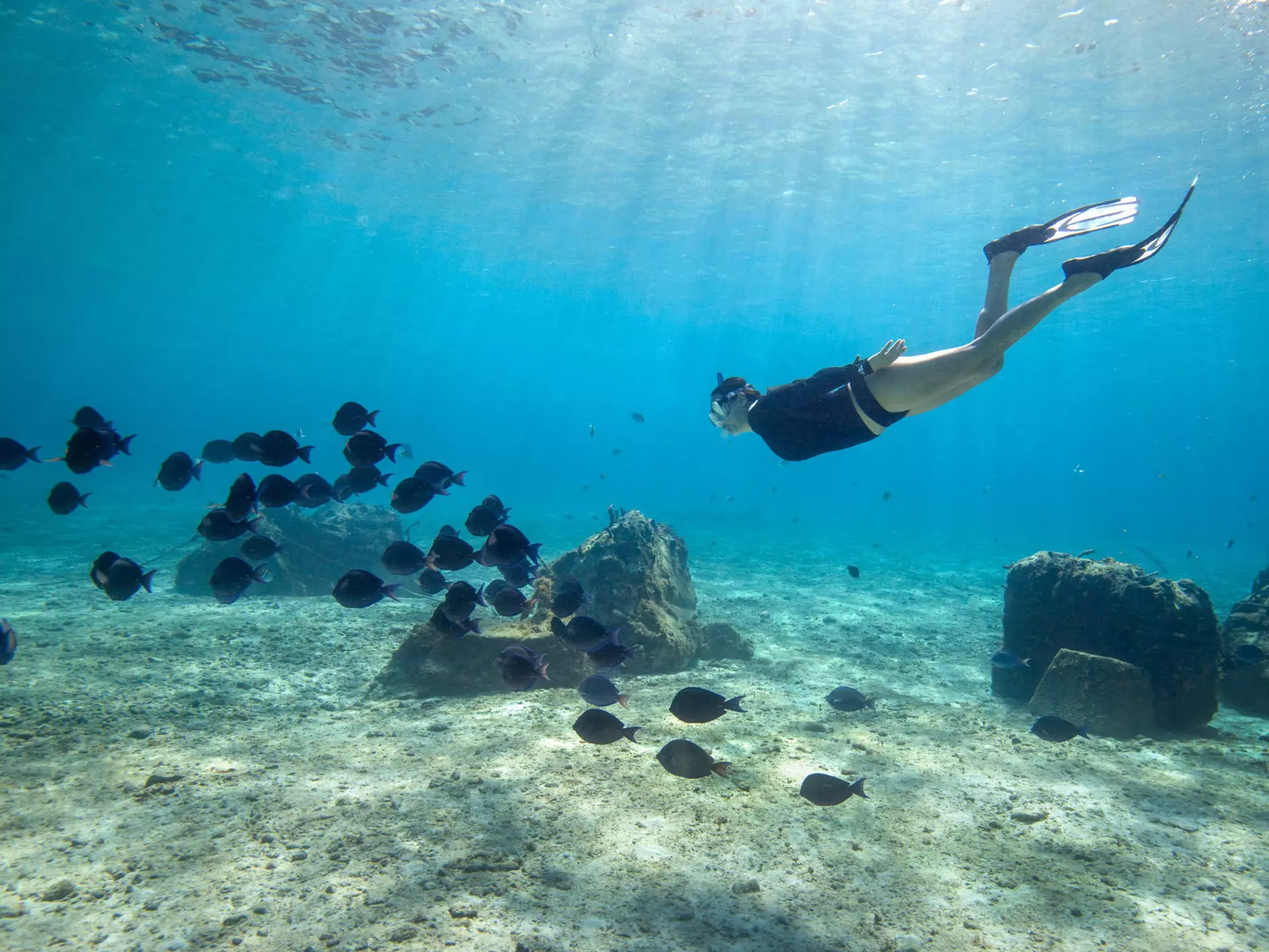 Female snorkelling along side a school of Blue tang fish (Acanthurus coeruleus) in the crystal clear waters of Cozumel island in Mexico.
