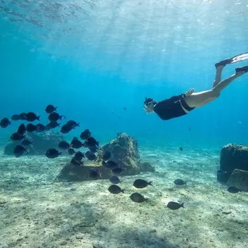 Female snorkelling along side a school of Blue tang fish (Acanthurus coeruleus) in the crystal clear waters of Cozumel island in Mexico.