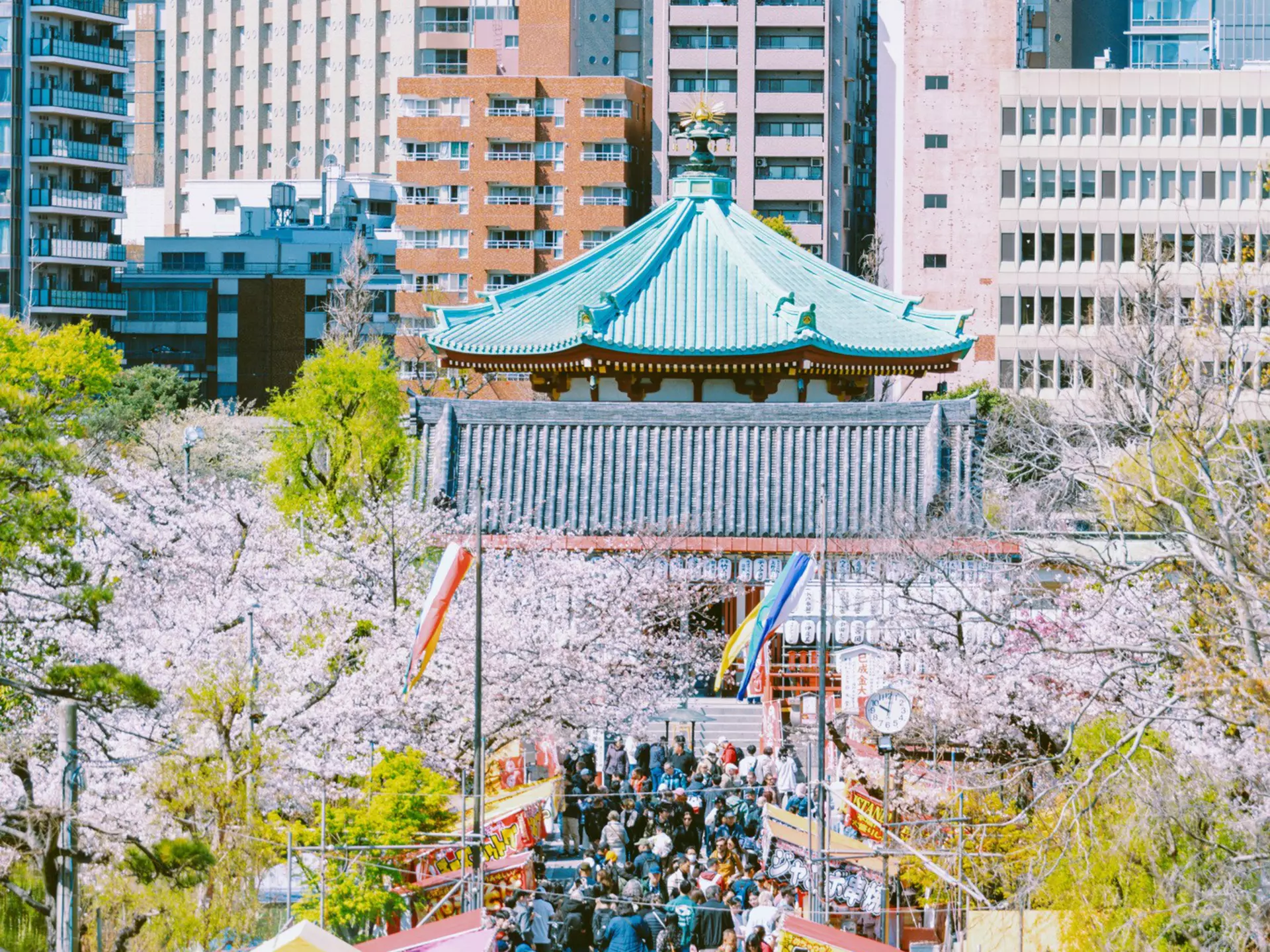A Japanese temple surrounded by blooming cherry trees and skyscrapers.