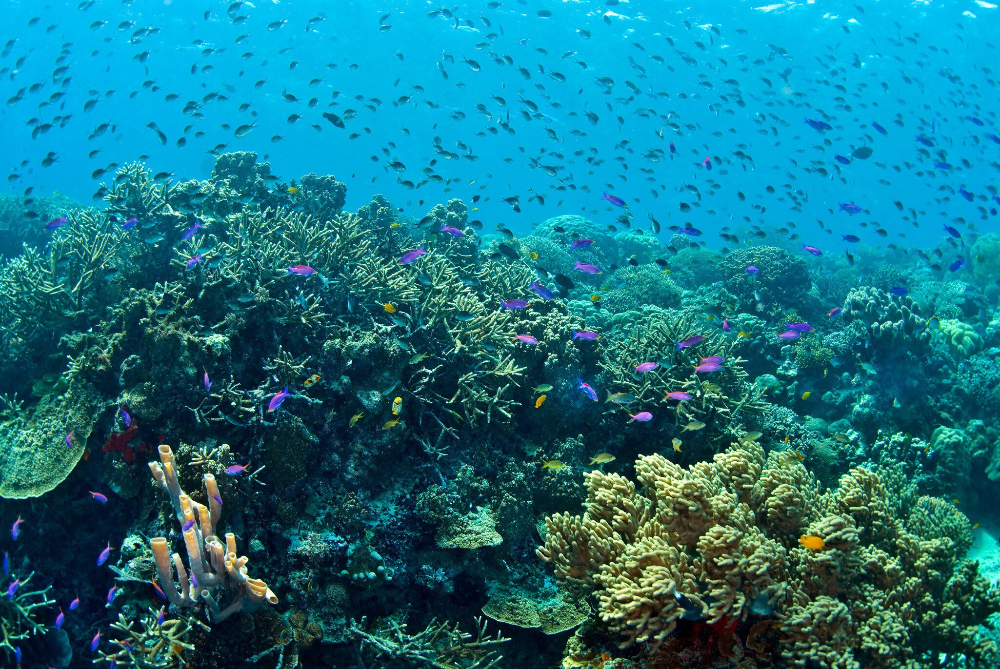 Clouds of reef fish over coral reef, Bunaken National Marine Park ,Sulawesi, Indonesia