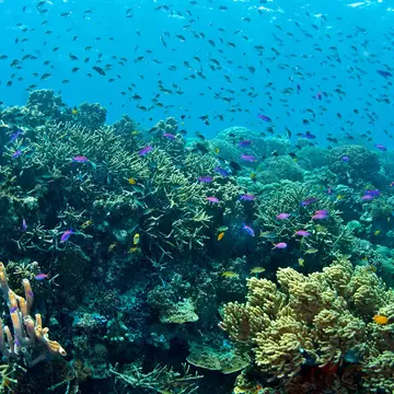 Clouds of reef fish over coral reef, Bunaken National Marine Park ,Sulawesi, Indonesia