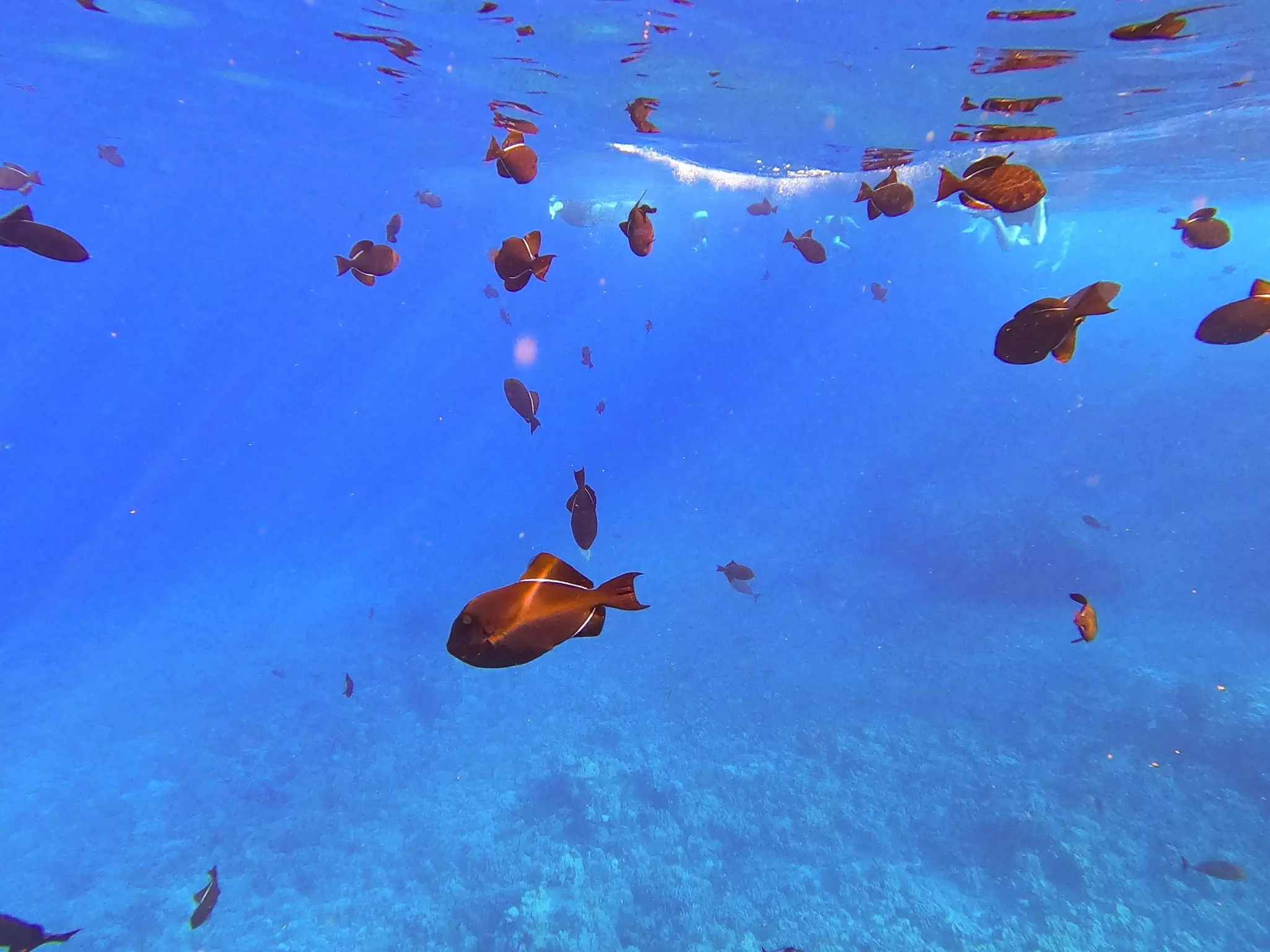 School of fish in beautiful clear water in Hawaiʻi