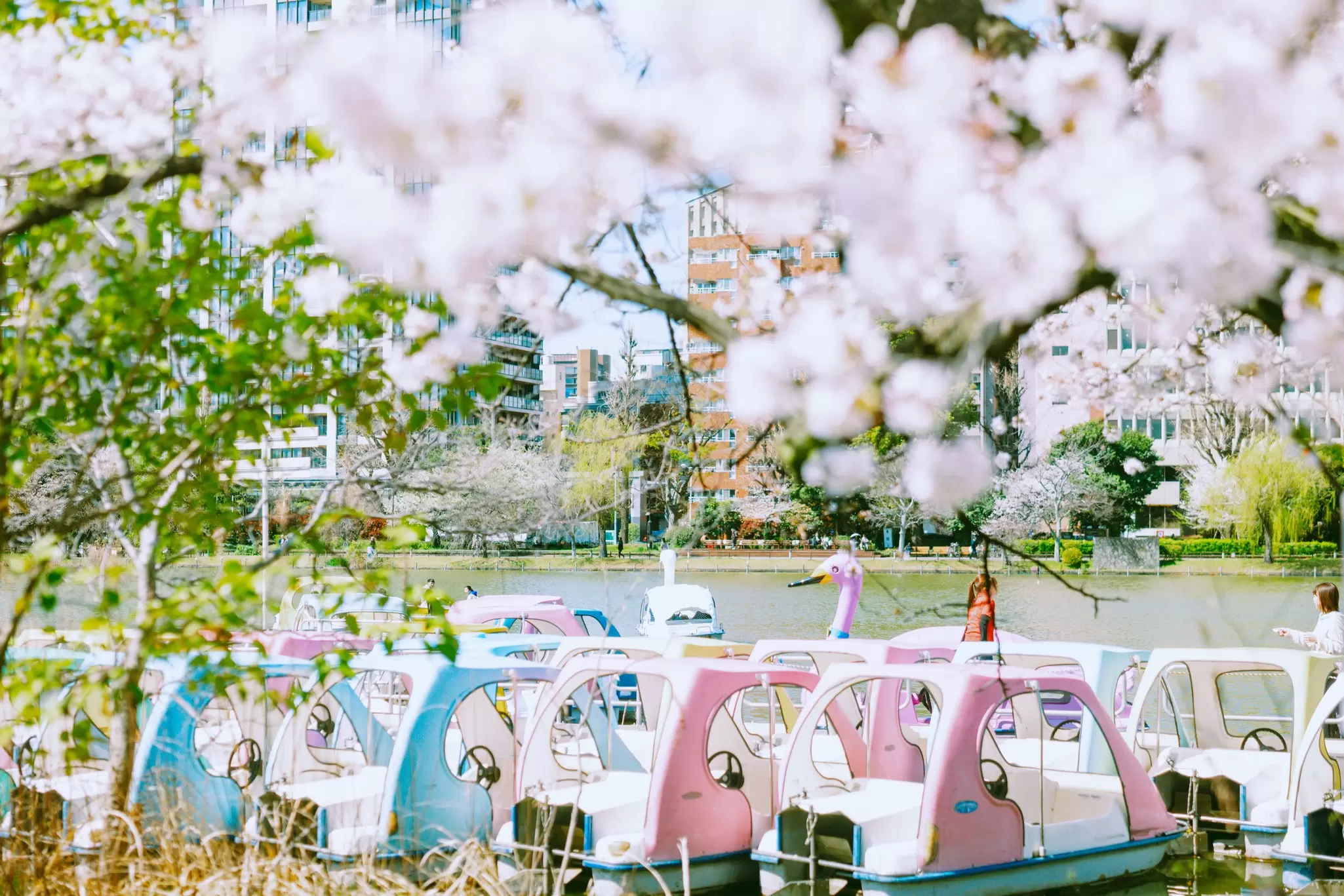 Time your visit to catch the best of Japan's cherry-blossom season. Rintaro Kanemoto for Lonely Planet