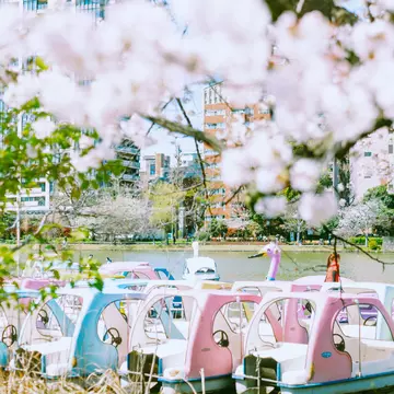 Time your visit to catch the best of Japan's cherry-blossom season. Rintaro Kanemoto for Lonely Planet