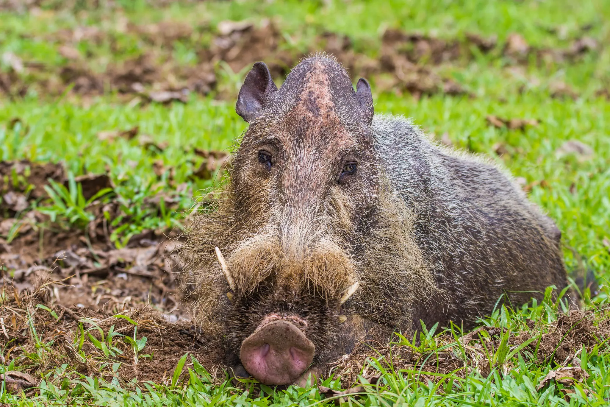 A brown, hairy pig resting in grass staring directly forward