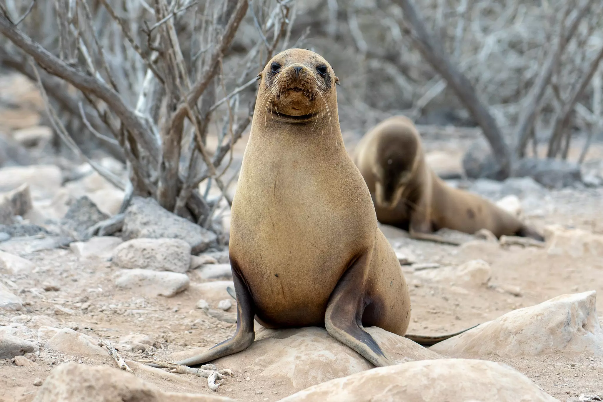 Sea lions are everywhere in the Galápagos – and always curious about their human visitors © Sebastian Modak / Lonely Planet
