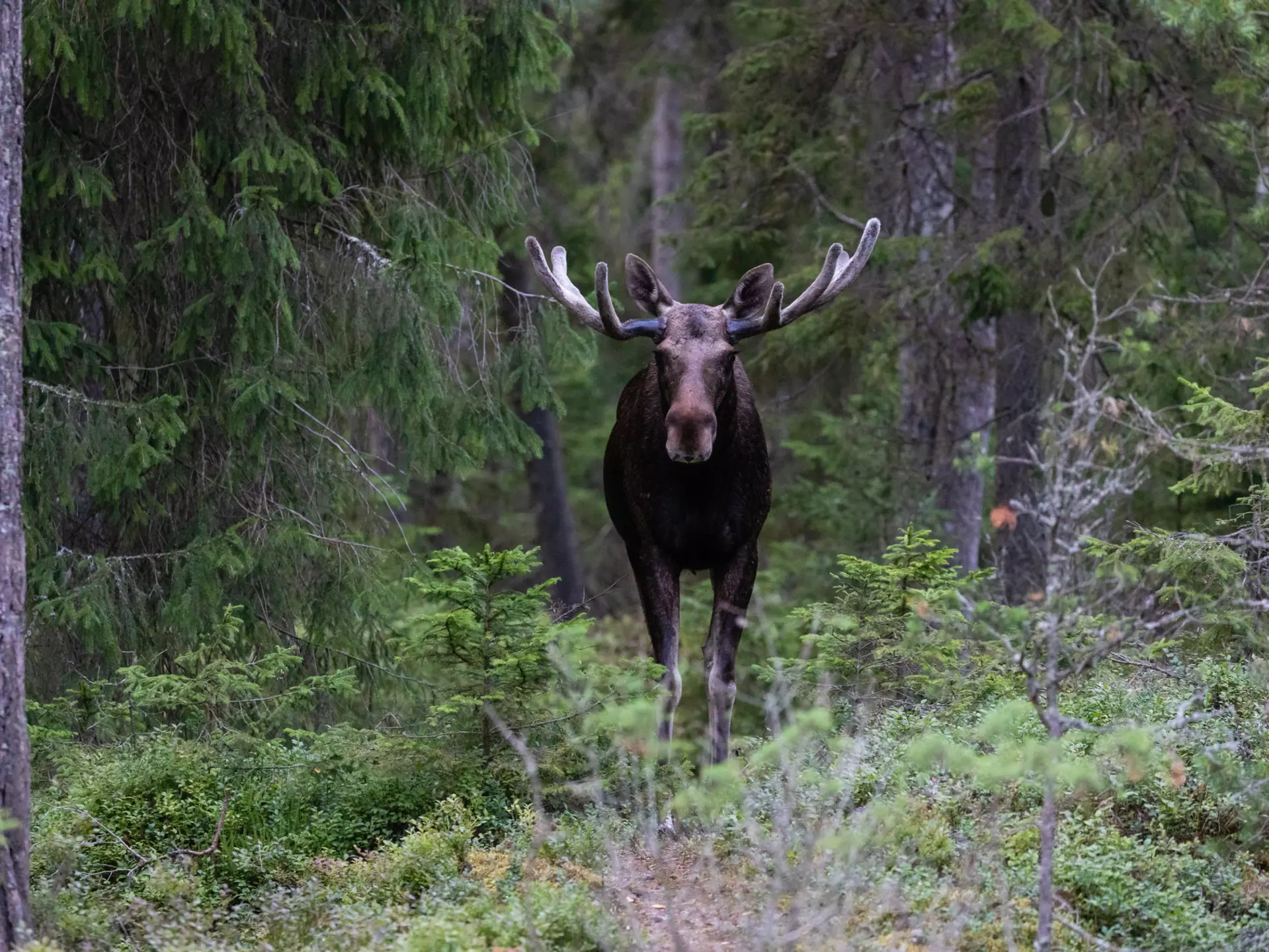 A male elk stares at the camera in a forest in Finland, summer