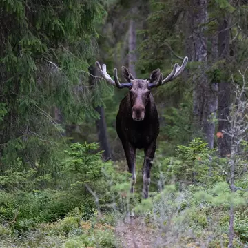 A male elk stares at the camera in a forest in Finland, summer
