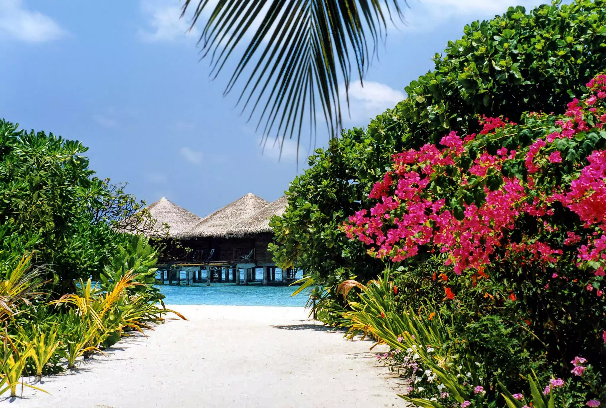 A sandy path lined with pink bougainvillea leads down to a beach with wooden bungalows. 