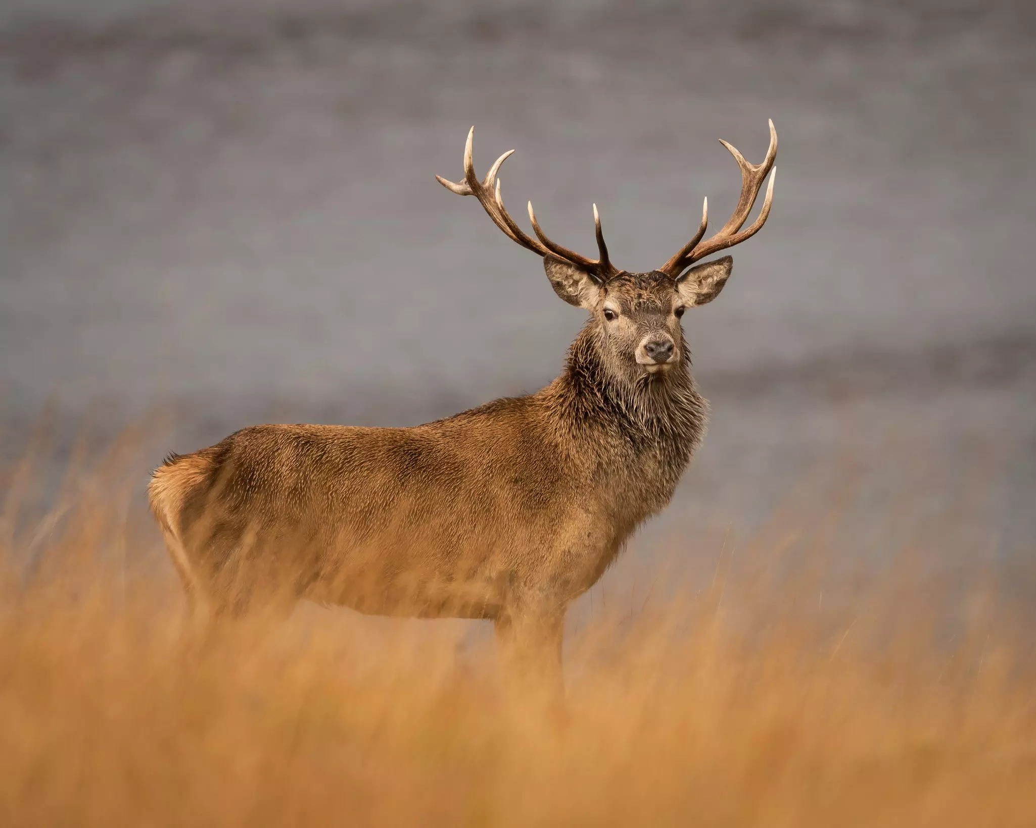 Wild Red deer stag Near Laggan in Cairngorm National Park, Highlands, Scotland.