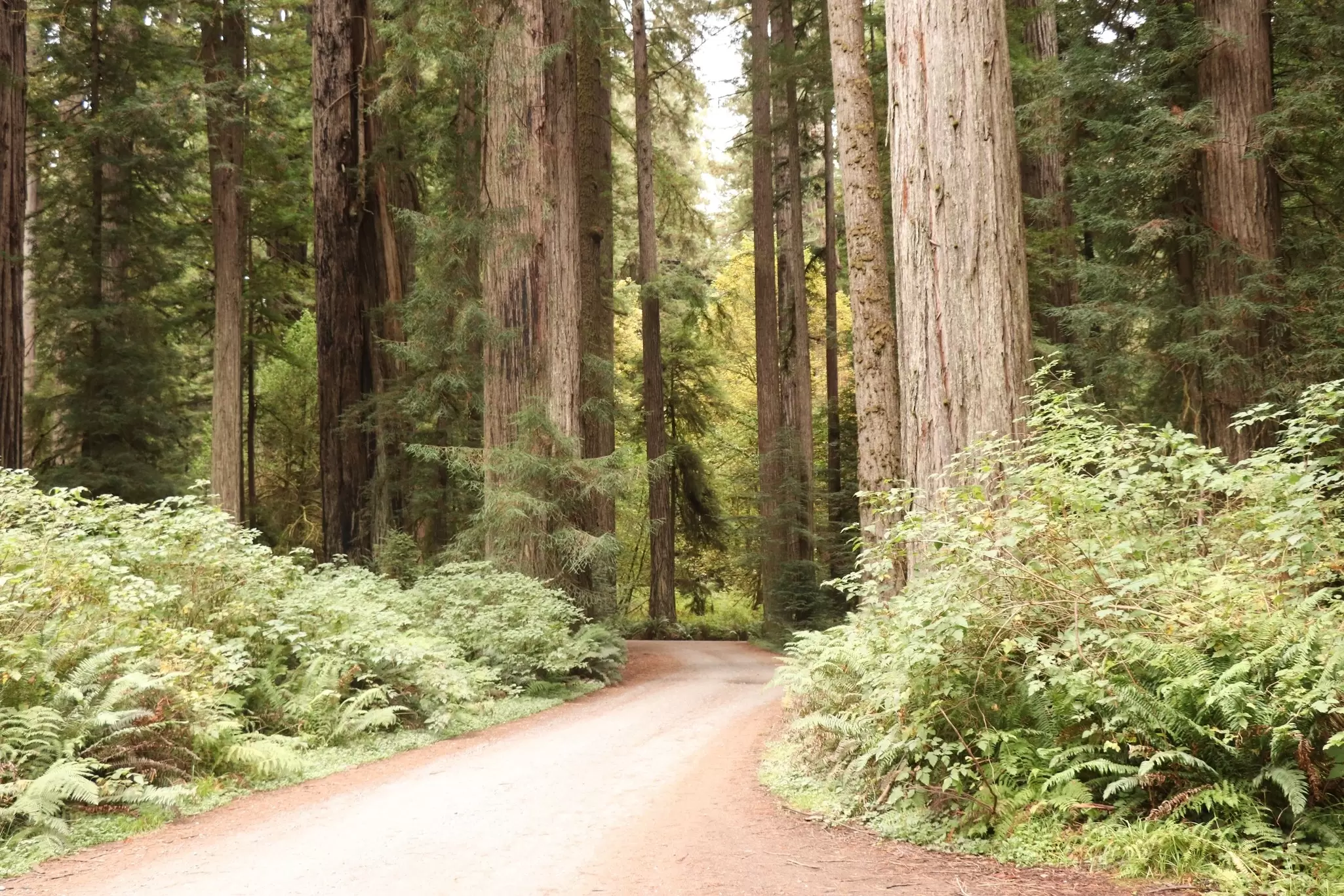 A narrow road leads through huge trees in a forest, Redwoods National and State Parks, California