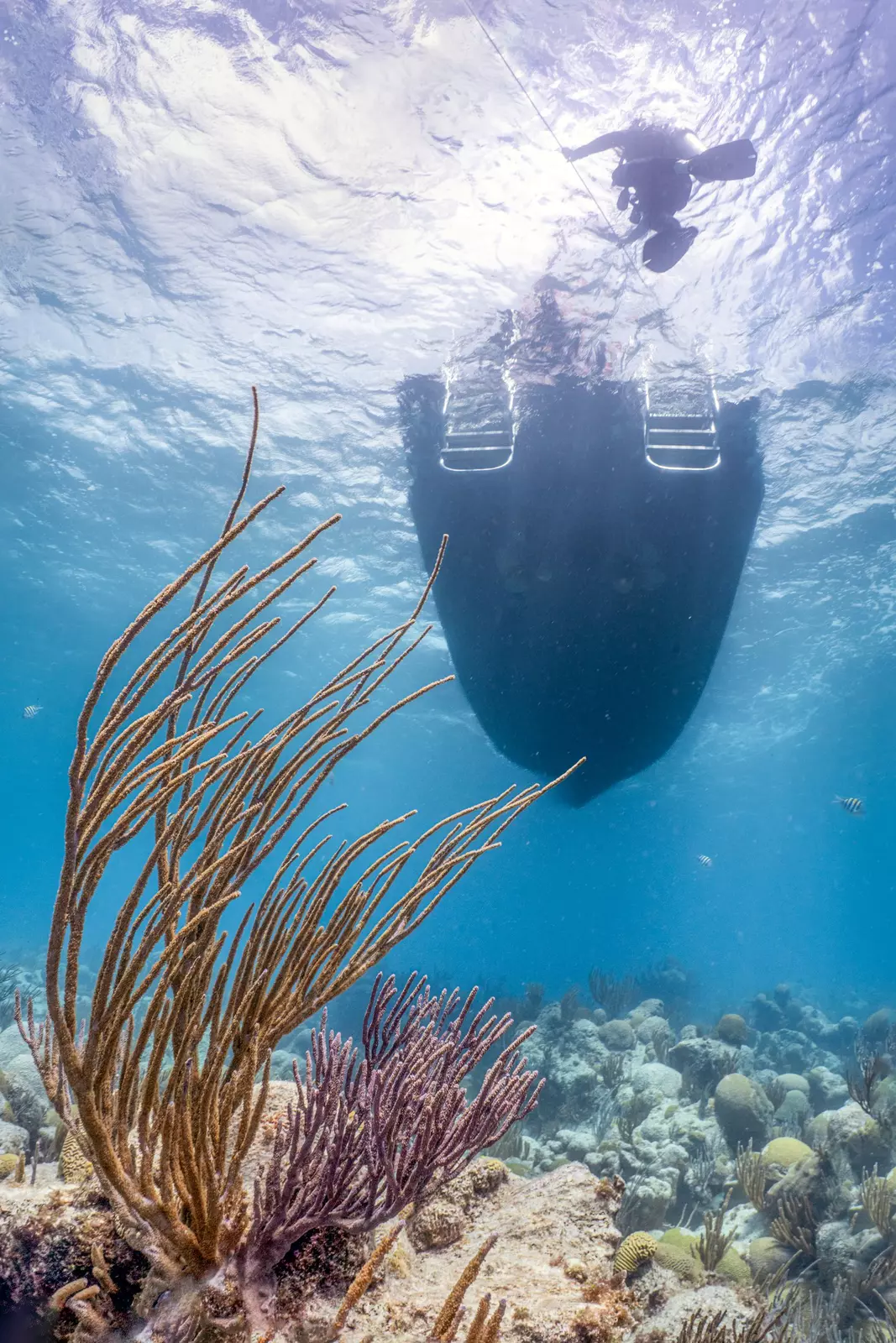 The underside of a boat over sea life.