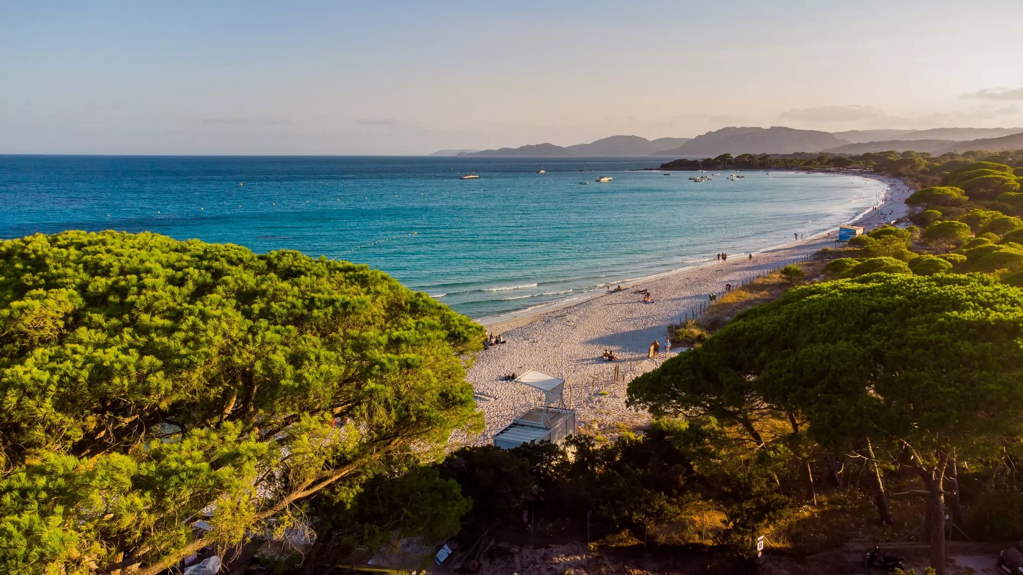 Aerial view of curved sandy beach with bright green pines in the foreground and rolling hills in the distance.